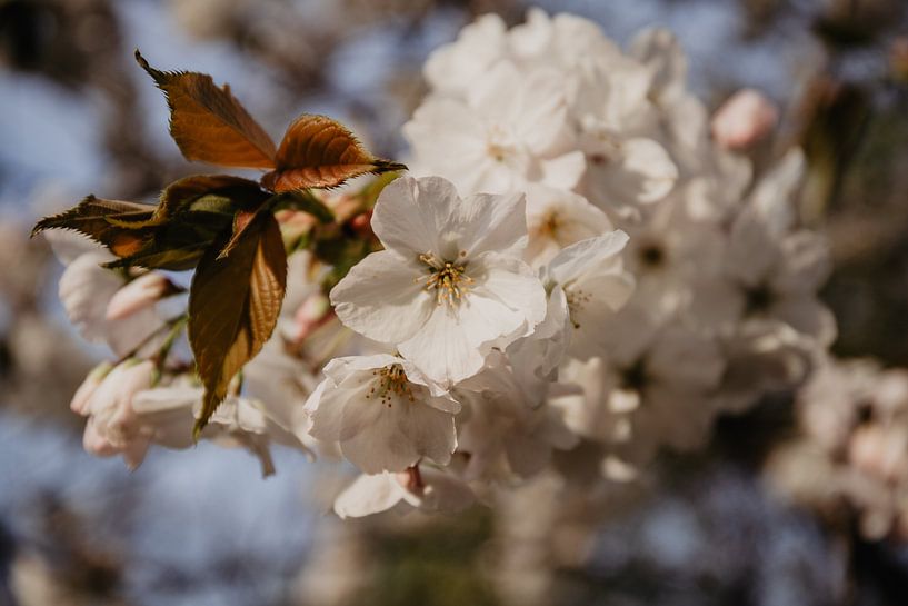 white blossom by Chantal Osnabrugge
