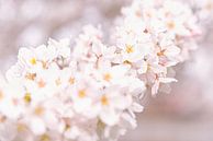 Kirschblüte von TIZFotografie Miniaturansicht