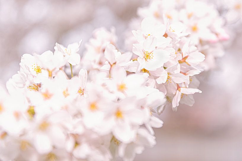 Kirschblüte von TIZFotografie