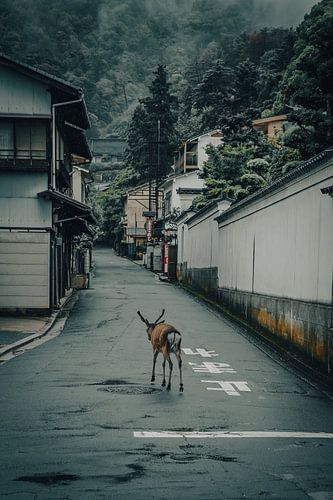 Ein Reh spaziert auf Miyajima, Japan