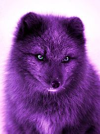 Polarfuchs von Mad Dog Art