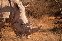 Breitmaulnashorn