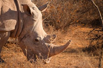 Witte neushoorn van Tjana Photography