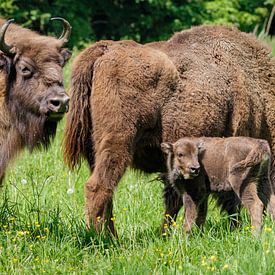 Wisenten met kalf by Randy van Domselaar