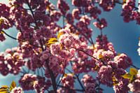 Bloesempracht: Een Lente-Expeditie Roze 07