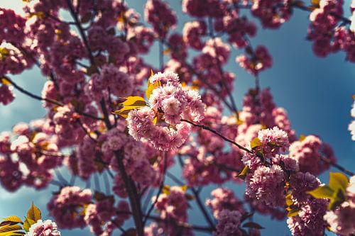 Bloesem Foto op Canvas – Roze Kersenbloesem Lente Wanddecoratie 13