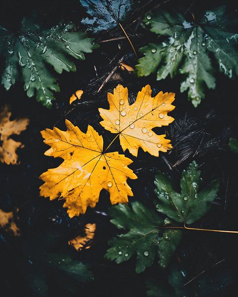 Bladeren in de herfst van fernlichtsicht