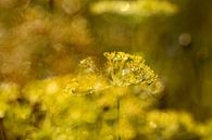 Dille II. by Janka Kucerova thumbnail