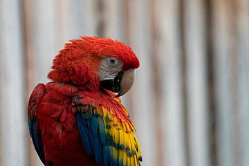 Papagaai van Mark Damhuis