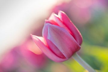 Tulpen uit het Noorden, Garsthuizen van Ronnie Schuringa