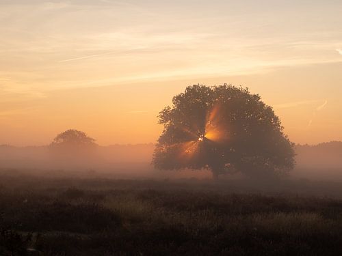 Zonlicht in boom tijdens zonsopkomst
