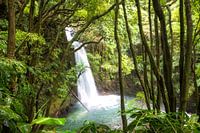 Cascade romantique dans la forêt tropicale des Açores