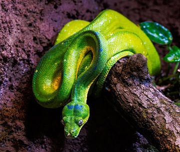 Green tree python snake by ManfredFotos