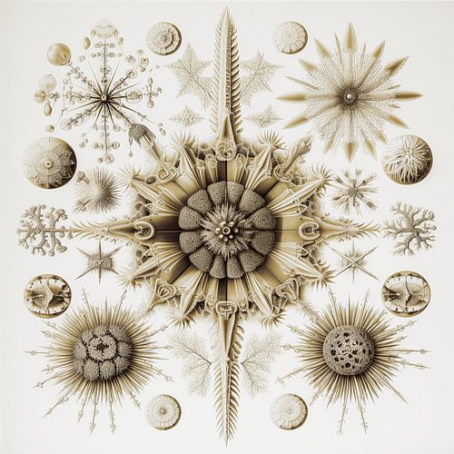 Organic nature forms in sepia