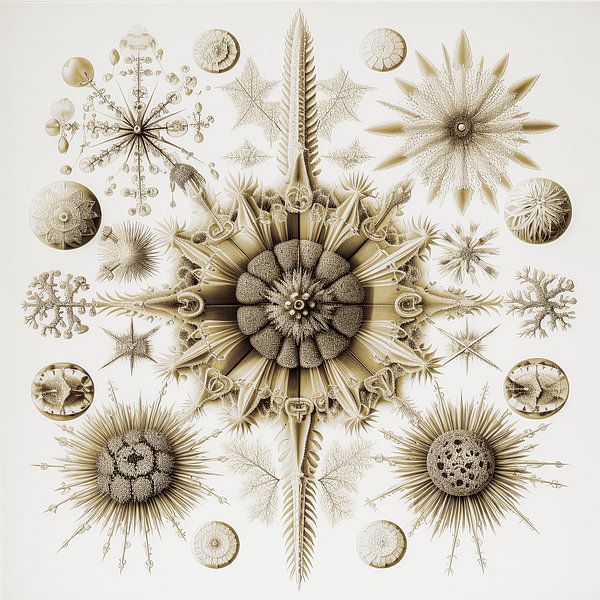 Organic nature forms in sepia by Vlindertuin-Art