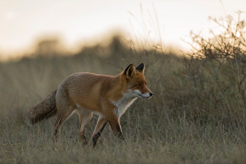 Rotfuchs ( Vulpes vulpes ) läuft in der Dämmerung durch hohes Gras, herbstliches, weiches und warmes par wunderbare Erde