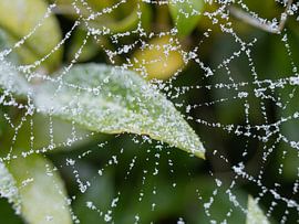 de natuur is rijp van MvdP fotografie
