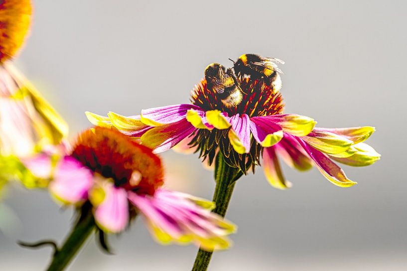 fleißige Bienen bei der Arbeit auf einem Sonnenhut von Thomas Riess