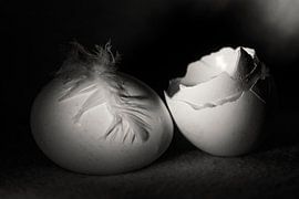 Witte eierschalen met veer en ei by Marjon Meinders