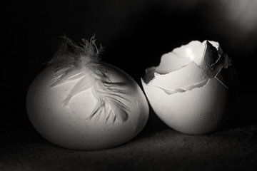 Witte eierschalen met veer en ei van Marjon Meinders