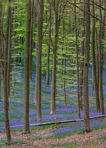 Frische grüne Blätter der Buche und violette der wilden Hyazinthe
