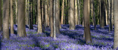 Hallerbos 2022 - 5
