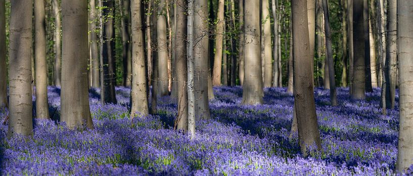 Hallerbos 2022 - 5 von Bart Ceuppens