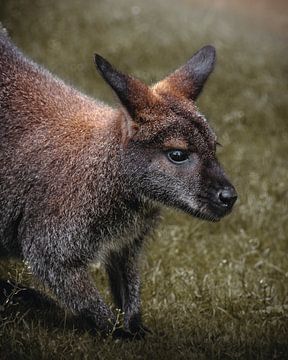 Portrait d'un wallaby sur Lynn Meijer