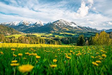 Bloemrijk uitzicht op Oberjoch en de bergen van Leo Schindzielorz