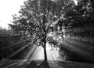 Overstraling in het bos