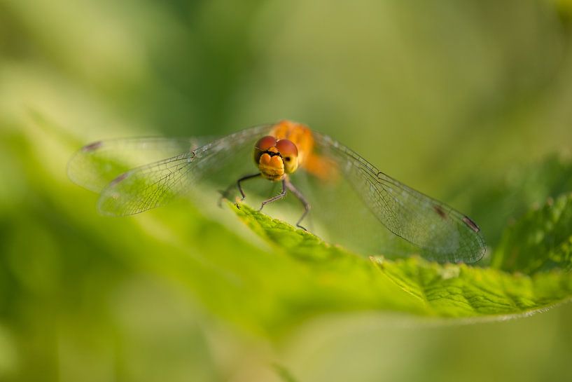 Blood red heidelibel by Moetwil en van Dijk - Fotografie