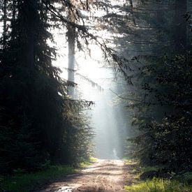 Sonnenstrahlen im Wald von Marieke Smetsers