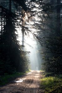 Sonnenstrahlen im Wald von Marieke Smetsers