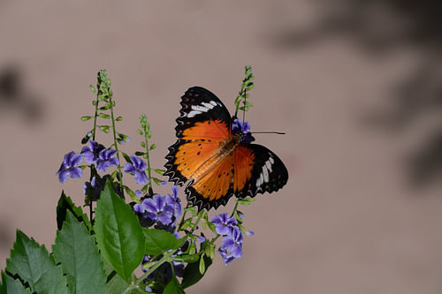 Papillon orange parmi les fleurs violettes