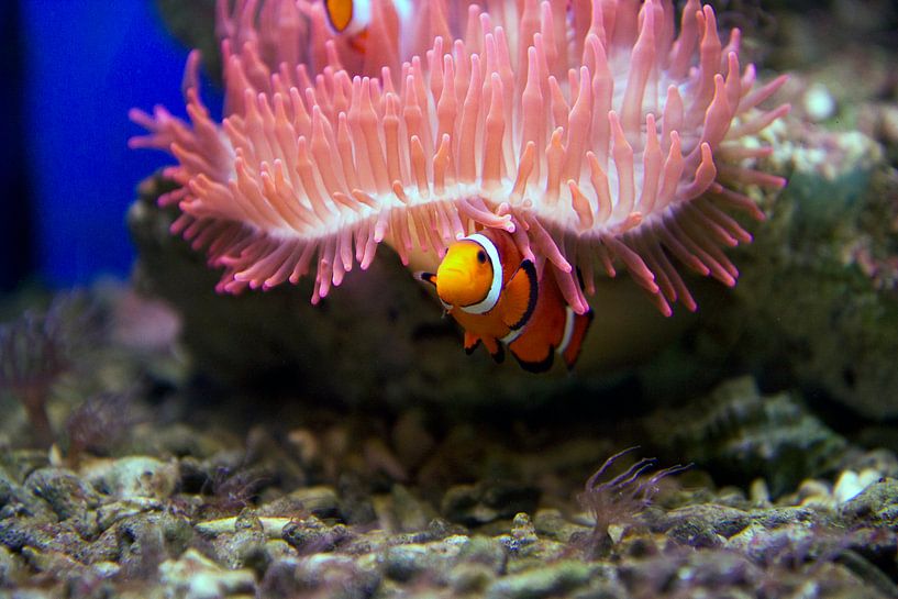 Nemo von Veronique Kriesch