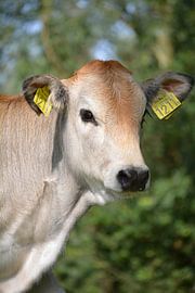 Cow (bovine) by Niki Radstake