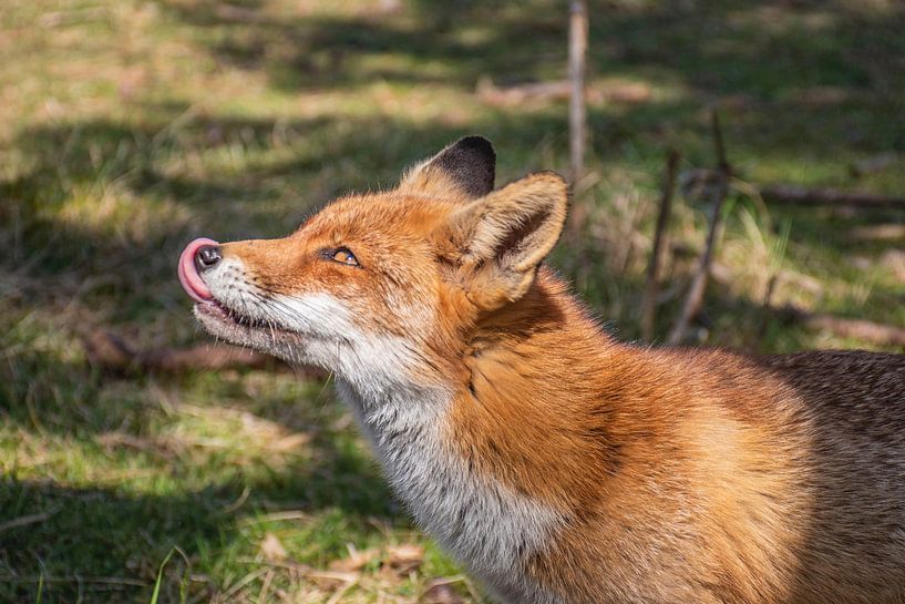 Fox sticks out tongue by Bianca Kramer