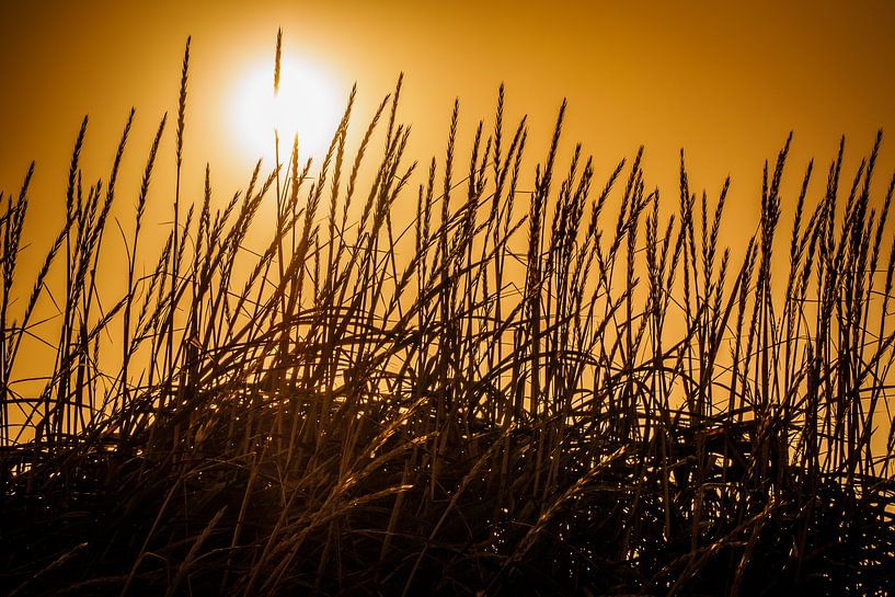 Silhouet van grashalmen par Edwin van Wijk