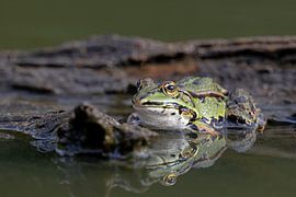 Pool frog by Dirk Claes