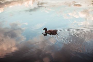 Einzelne Ente schwimmt auf reflektierendem Himmel See von Besa Art