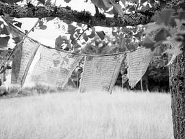 drapeaux tibétains sur Delphine Kesteloot