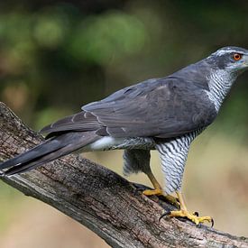 The sharp gaze of a hawk by Henk Zielstra
