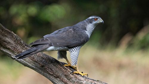 De scherpe blik van een Havik