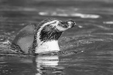 Humboldt penguin by Heinz Grates