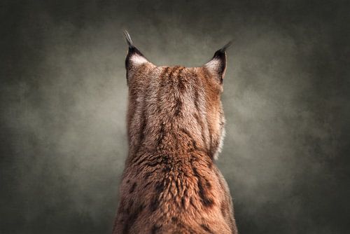 Eigenwijze lynx wil niet op de foto | wildlife | fineart van Laura Dijkslag