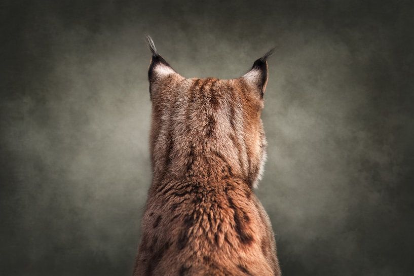 Übermütiger Luchs will nicht fotografiert werden | wildlife | fineart von Laura Dijkslag