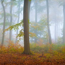 Bomen in de mist - Panorama van Martin Wasilewski