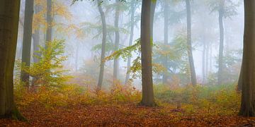 Bäume im Nebel - Panorama von Martin Wasilewski