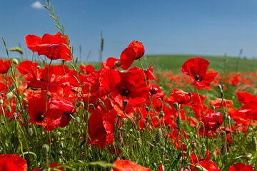 Poppies van Jaco Verheul