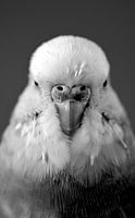 Look at the "Birdie"!